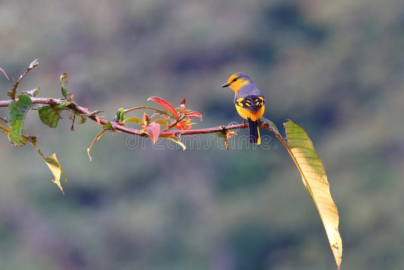 Escarlata Minivet fotografía de archivo Escarlata Minivet fotografía de archivo