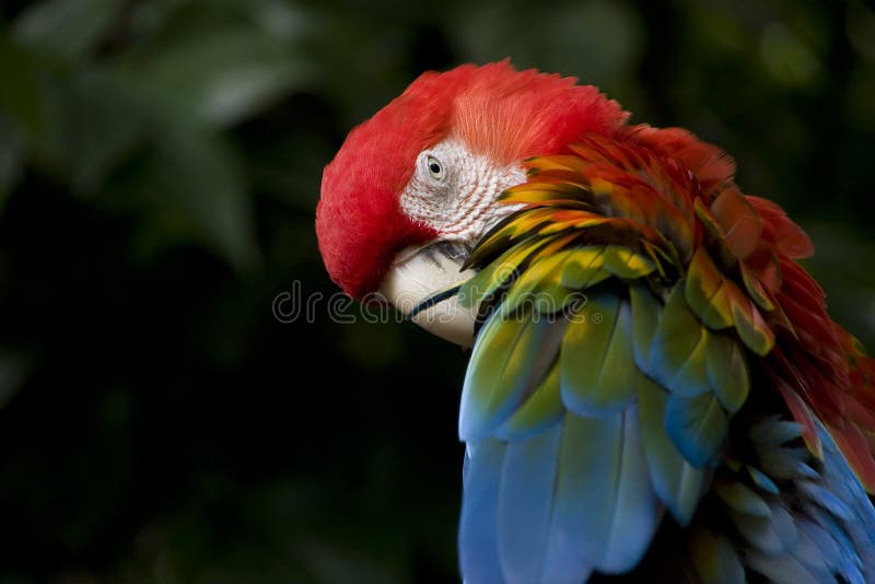 Escarlate do papagaio do Macaw fotos de stock royalty free Escarlate do papagaio do Macaw fotos de stock royalty free