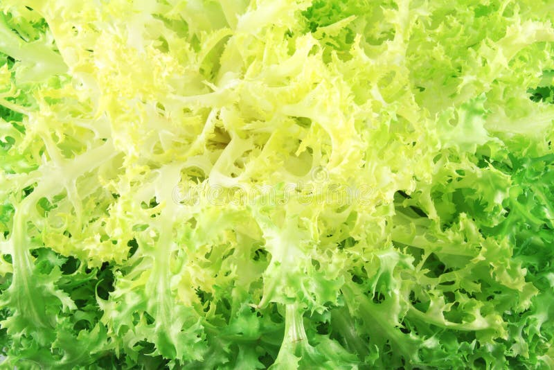 Escarole endive stock photography Escarole endive stock photography