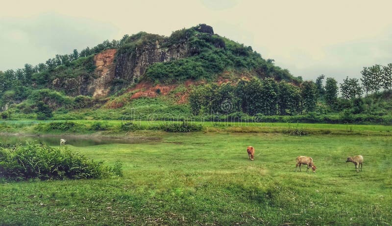 Escena de la naturaleza con la colina y las vacas en el campo imagen de archivo libre de regalías Escena de la naturaleza con la colina y las vacas en el campo imagen de archivo libre de regalías