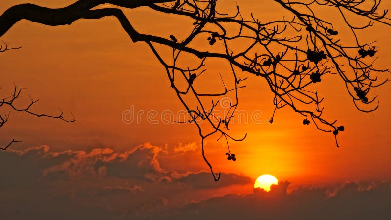 Escena de la puesta del sol con el sol, silueta de la rama del árbol fotografía de archivo libre de regalías Escena de la puesta del sol con el sol, silueta de la rama del árbol fotografía de archivo libre de regalías