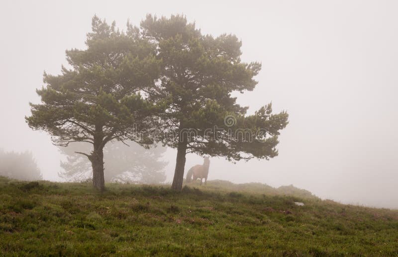 Escena de los árboles de pinos en niebla, con un caballo imagen de archivo Escena de los árboles de pinos en niebla, con un caballo imagen de archivo