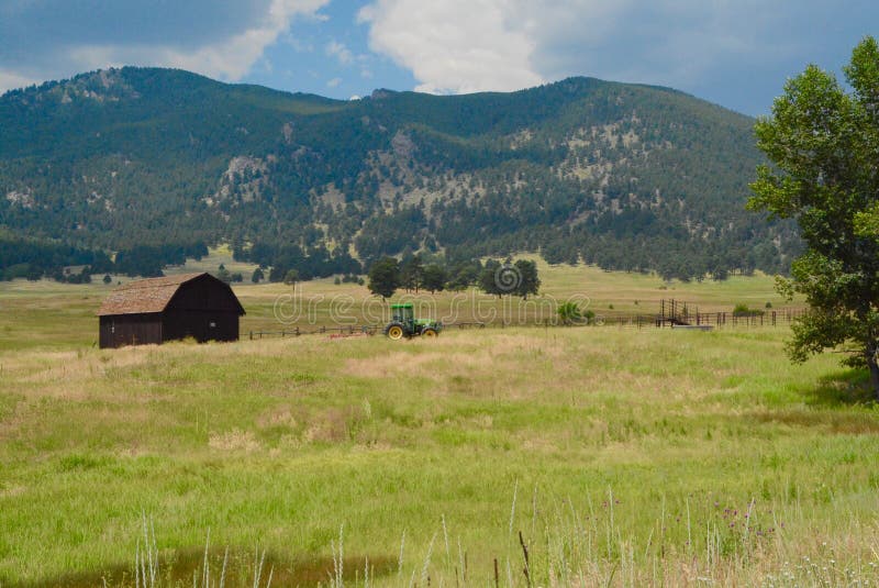 Escena del prado de la montaña en el árbol de hoja perenne, Colorado
