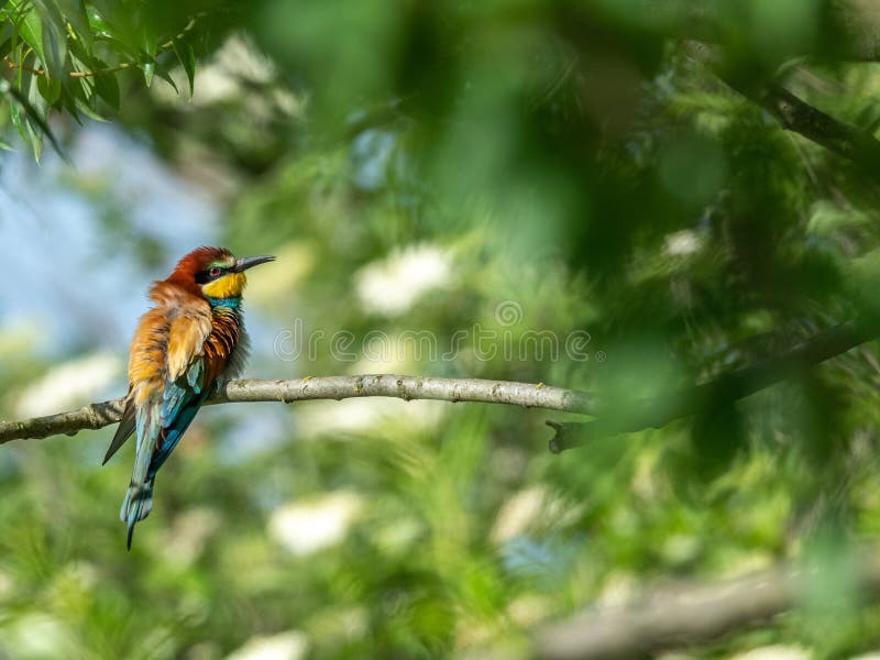 Escena hermosa de la naturaleza con el apiaster europeo del Merops del abeja-comedor foto de archivo libre de regalías Escena hermosa de la naturaleza con el apiaster europeo del Merops del abeja-comedor foto de archivo libre de regalías