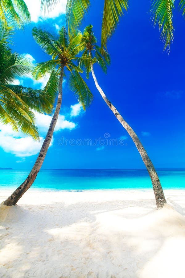 Escena ideal Palmera hermosa sobre la playa blanca de la arena Verano n imágenes de archivo libres de regalías Escena ideal Palmera hermosa sobre la playa blanca de la arena Verano n imágenes de archivo libres de regalías