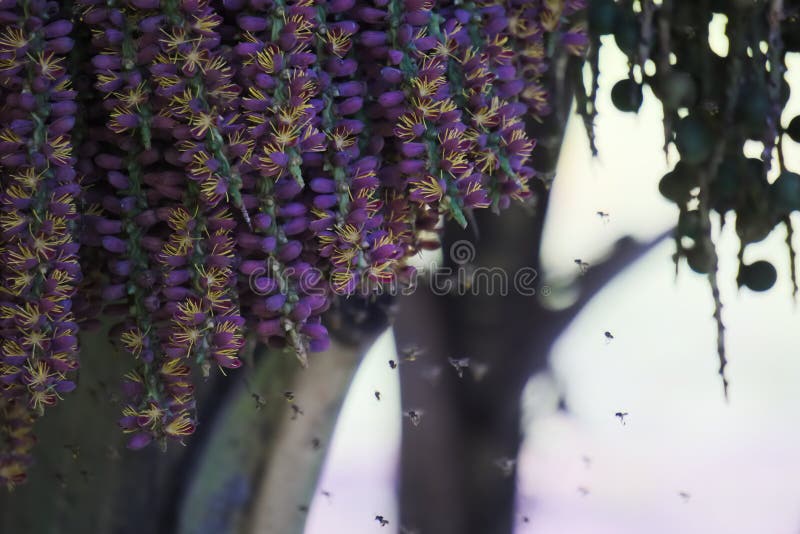 Escena inusualmente hermosa de las abejas el pulular que gozan del polen de un grupo colgante de flores púrpuras de una planta de fotos de archivo libres de regalías Escena inusualmente hermosa de las abejas el pulular que gozan del polen de un grupo colgante de flores púrpuras de una planta de fotos de archivo libres de regalías