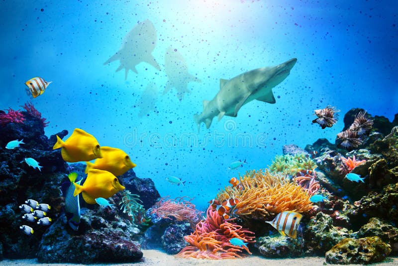 Escena subacuática. Arrecife de coral, grupos de los pescados