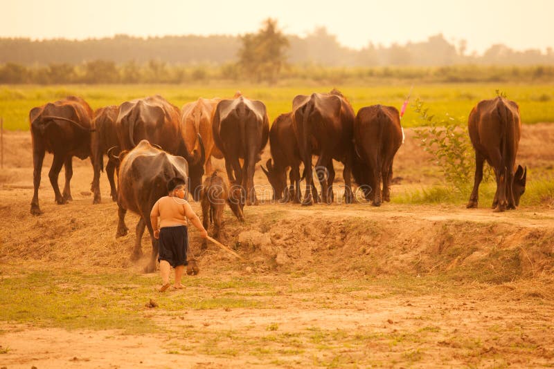 Escena tradicional rural de Tailandia, muchacho tailandés del granjero que reúne búfalos del campo de arroces de nuevo al granero imagen de archivo libre de regalías Escena tradicional rural de Tailandia, muchacho tailandés del granjero que reúne búfalos del campo de arroces de nuevo al granero imagen de archivo libre de regalías