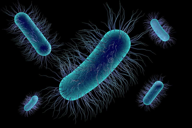 escherichia coli bacterium a spermában drug