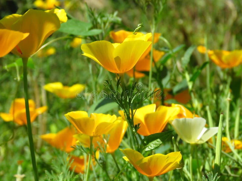Eschscholzia Californica, de papaver van Californi? Bloem van de tuin de oranjegele papaver De lente, de zomer, de herfst openluc royalty-vrije stock foto Eschscholzia Californica, de papaver van Californi? Bloem van de tuin de oranjegele papaver De lente, de zomer, de herfst openluc royalty-vrije stock foto