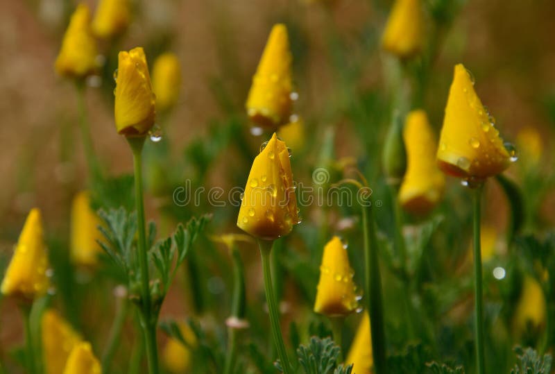 Eschscholzia californica with raindrops