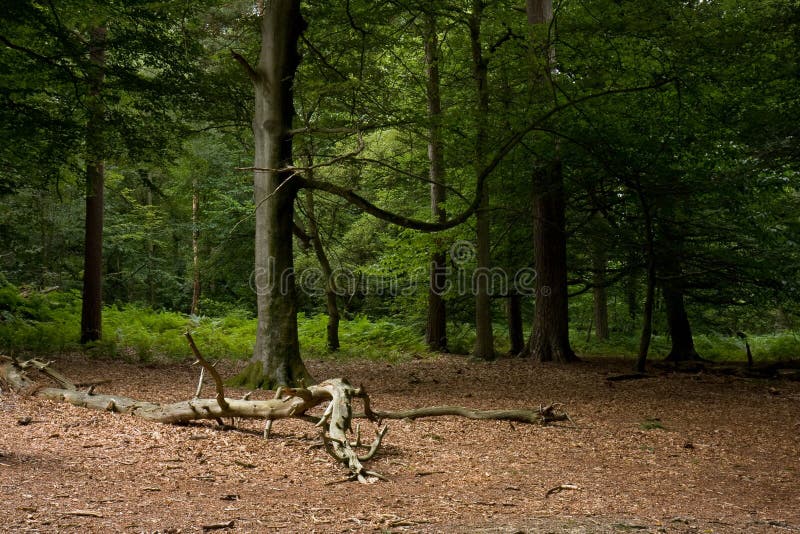 Atirador furtivo camuflado na floresta em emboscada. militar apontando uma  arma, um rifle para o inimigo na natureza. exército, airsoft, hobby,  conceito de jogo