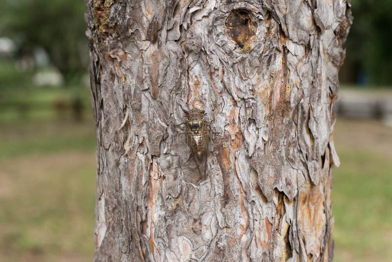 Escoja de los haematodes adultos de Tibicina de la cigarra en la corteza del árbol de pino fotos de archivo libres de regalías Escoja de los haematodes adultos de Tibicina de la cigarra en la corteza del árbol de pino fotos de archivo libres de regalías