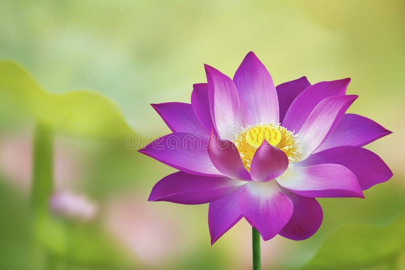 The lotus flower represents one symbol of fortune in Buddhism It grows in muddy water. The lotus flower represents one symbol of fortune in Buddhism It grows in muddy water.