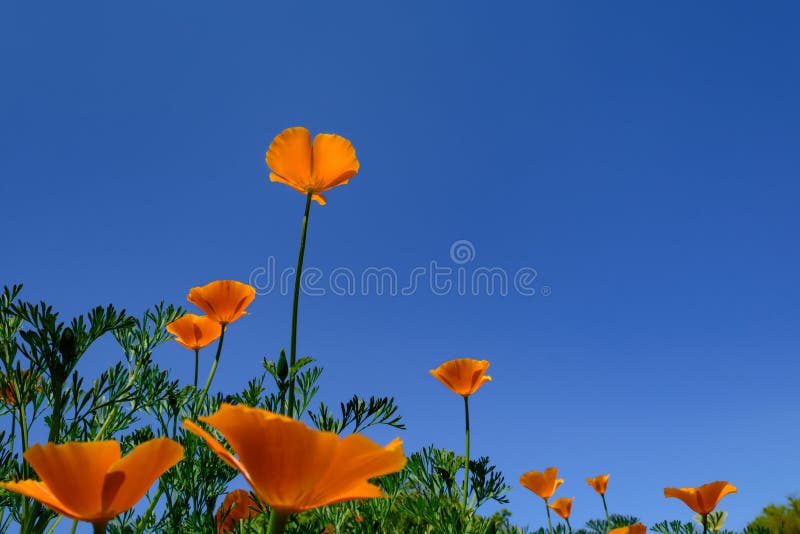 Escolha a flor alaranjada contra a obscuridade - céu azul imagens de stock Escolha a flor alaranjada contra a obscuridade - céu azul imagens de stock