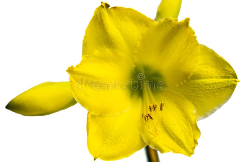 Flor amarela do Amaryllis imagem de stock. Imagem de flor - 30213593