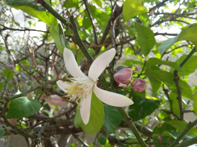 Escolha a flor branca do limão na árvore verde na estação de mola imagens de stock Escolha a flor branca do limão na árvore verde na estação de mola imagens de stock