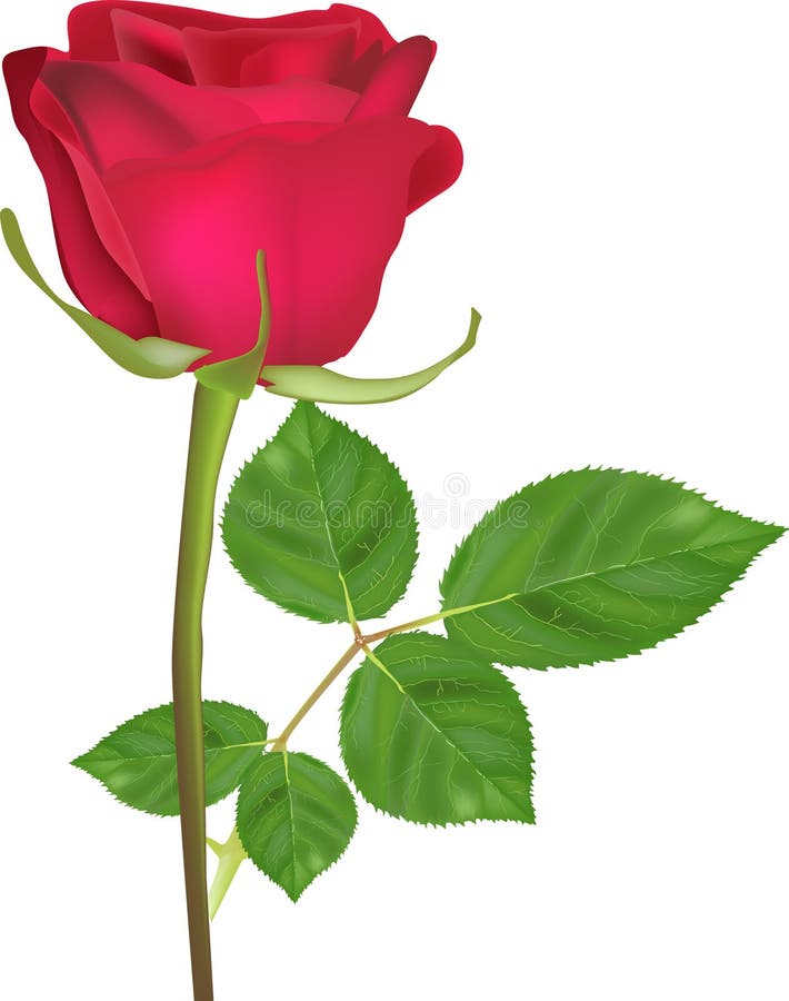 Illustration with single red rose flower isolated on white background. Illustration with single red rose flower isolated on white background