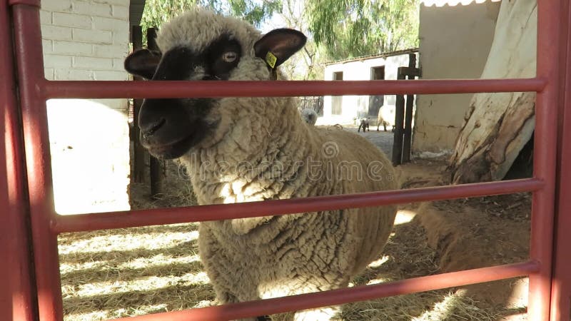 Escondido de uma ovelha que soa baa atrás de um portão