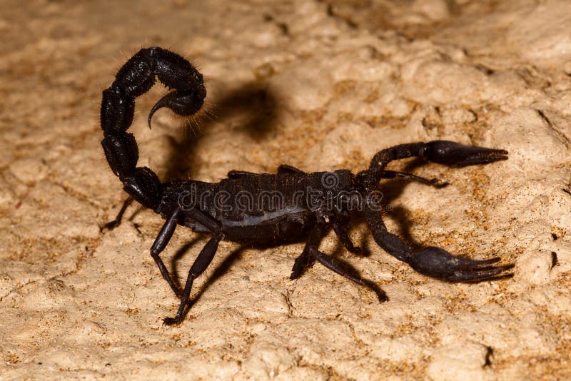 Escorpião com cauda levantada
