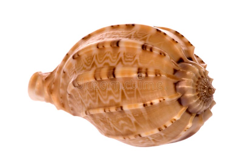 Isolated macro image of a sea shell. Isolated macro image of a sea shell.