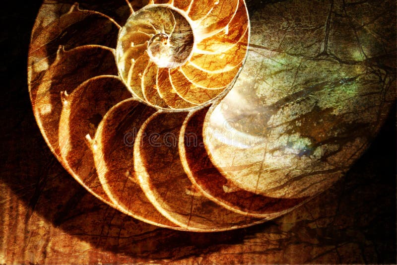 Escudo do nautilus Escudo do nautilus