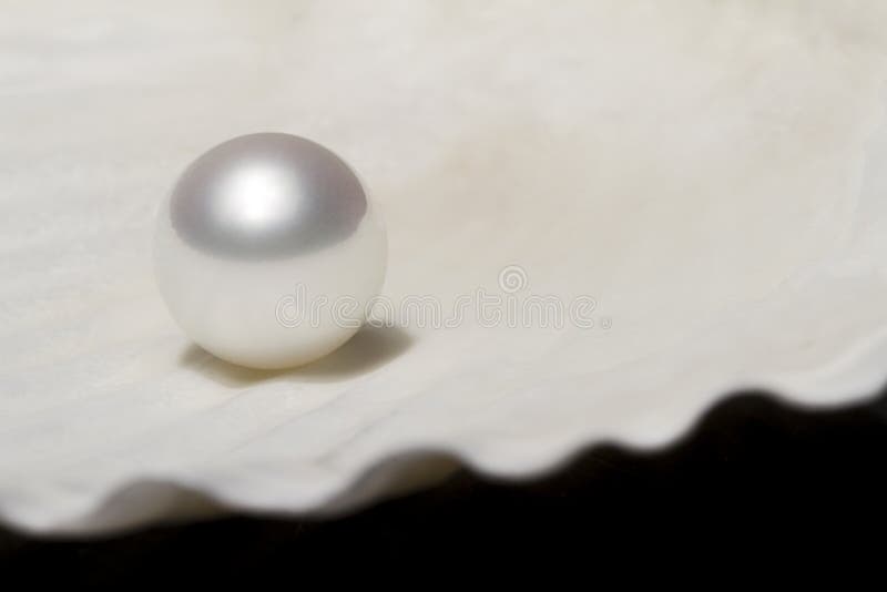 Concha de Ostra e Pérola fotos de stock royalty free