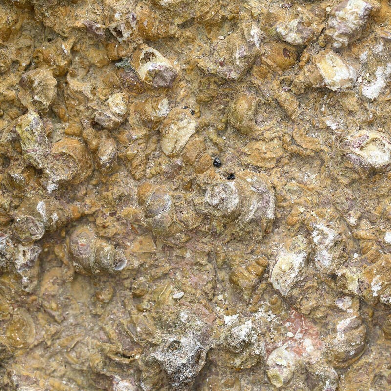 Concha Fóssil imagem de stock