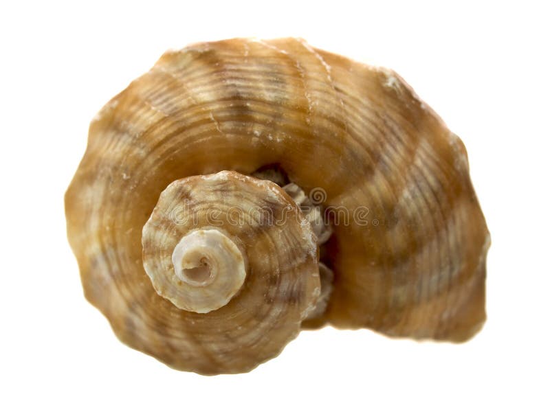 Real macro shell on pure white background. Real macro shell on pure white background