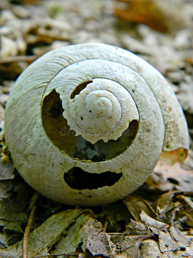 Escudo velho do caracol rotting fotos de stock Escudo velho do caracol rotting fotos de stock