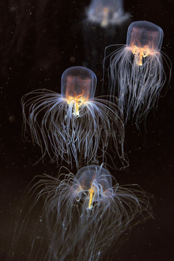 School of box jellyfish swimming over dark background. School of box jellyfish swimming over dark background