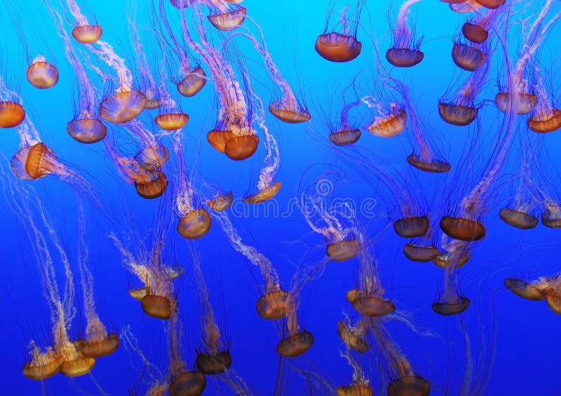 School of jellyfish on a blue submarine background. School of jellyfish on a blue submarine background