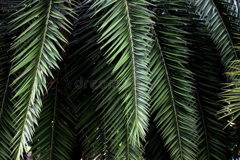 Escuro - folha verde da palmeira para o teste padrão ou fundo de Banguecoque Tailândia fotos de stock royalty free Escuro - folha verde da palmeira para o teste padrão ou fundo de Banguecoque Tailândia fotos de stock royalty free