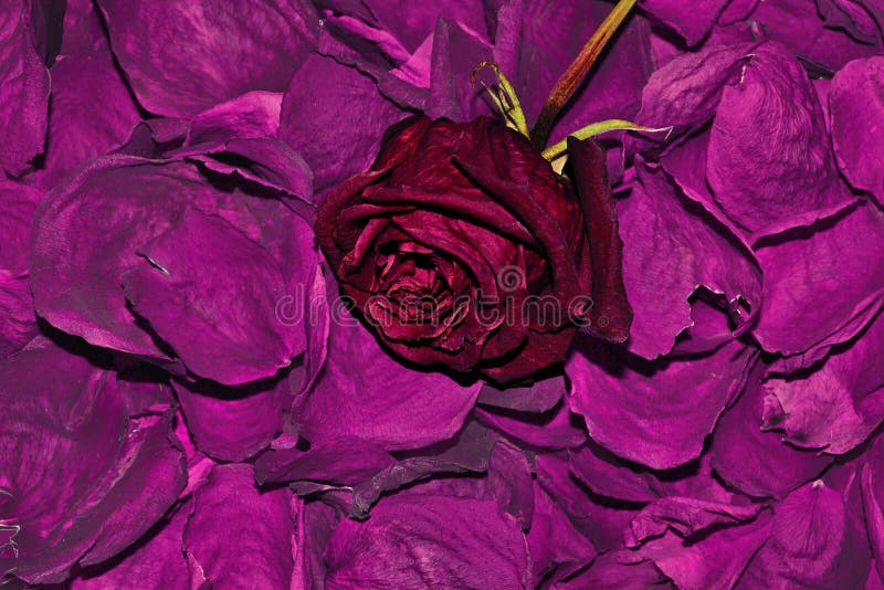 Escuro - Rose Petals Dried For Bath vermelha, chá, pele, infusão do óleo fotografia de stock Escuro - Rose Petals Dried For Bath vermelha, chá, pele, infusão do óleo fotografia de stock