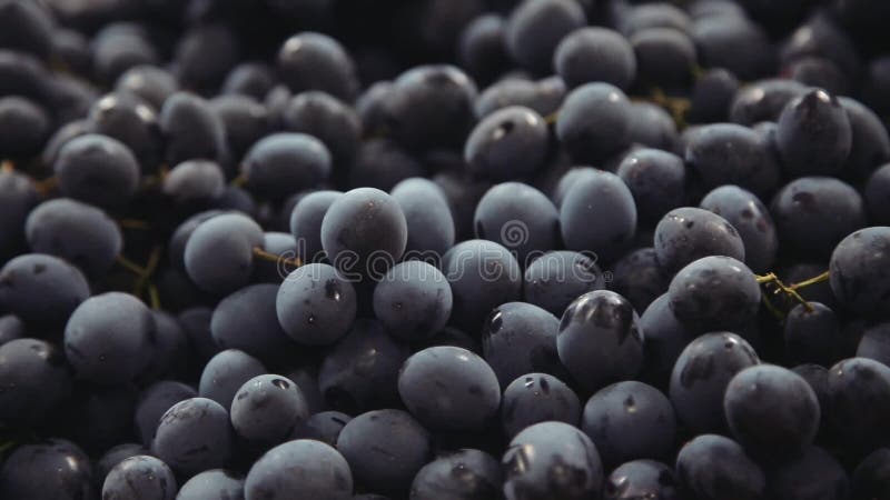 Escuro - uvas azuis Grupos de uvas video estoque
