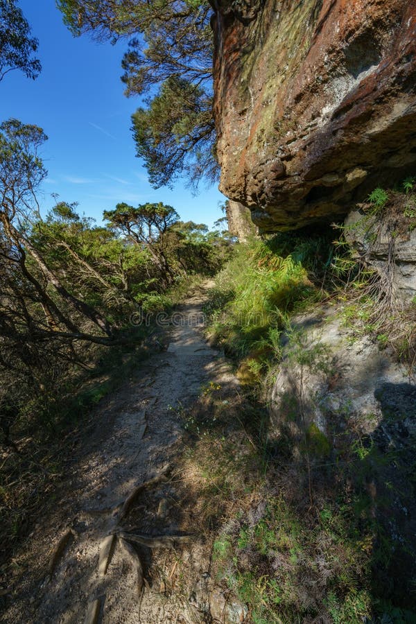 Escursione della passeggiata grande del clifftop, montagne blu, Australia 4 immagine stock Escursione della passeggiata grande del clifftop, montagne blu, Australia 4 immagine stock