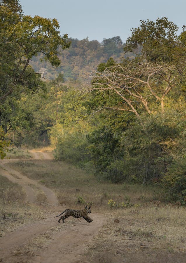 Eseguendo il cucciolo di tigre ed il suo habitat a Tadoba Andhari Tiger Reserve, Chandrapur, maharashtra, India immagine stock libera da diritti Eseguendo il cucciolo di tigre ed il suo habitat a Tadoba Andhari Tiger Reserve, Chandrapur, maharashtra, India immagine stock libera da diritti