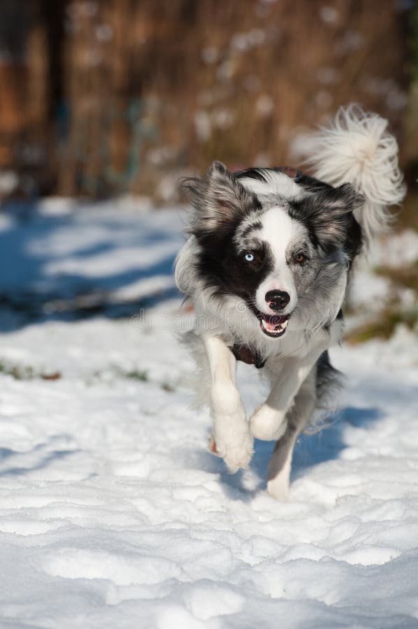 Eseguire border collie nella neve fotografie stock Eseguire border collie nella neve fotografie stock