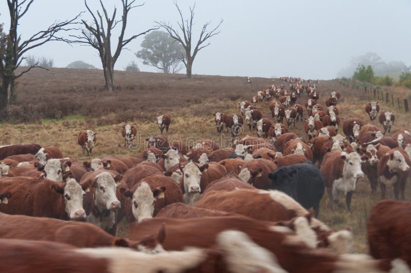 Eseguire le mucche di hereford Scena dell'azienda agricola di bestiame - azione commoventi da pascolare immagini stock Eseguire le mucche di hereford Scena dell'azienda agricola di bestiame - azione commoventi da pascolare immagini stock