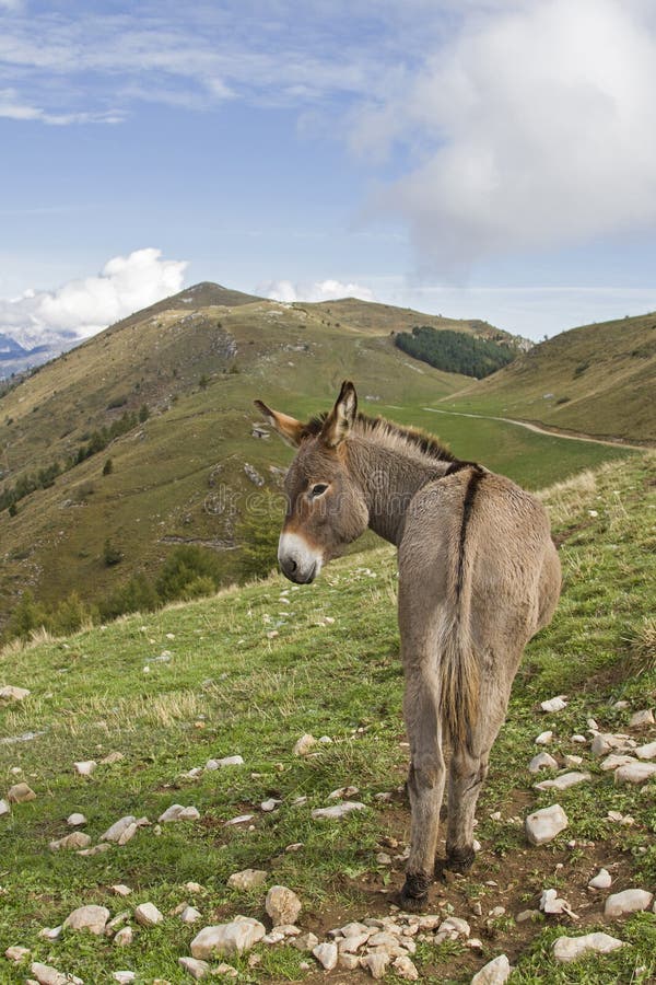 Esel auf einer Bergwiese in Trentino lizenzfreie stockfotos Esel auf einer Bergwiese in Trentino lizenzfreie stockfotos