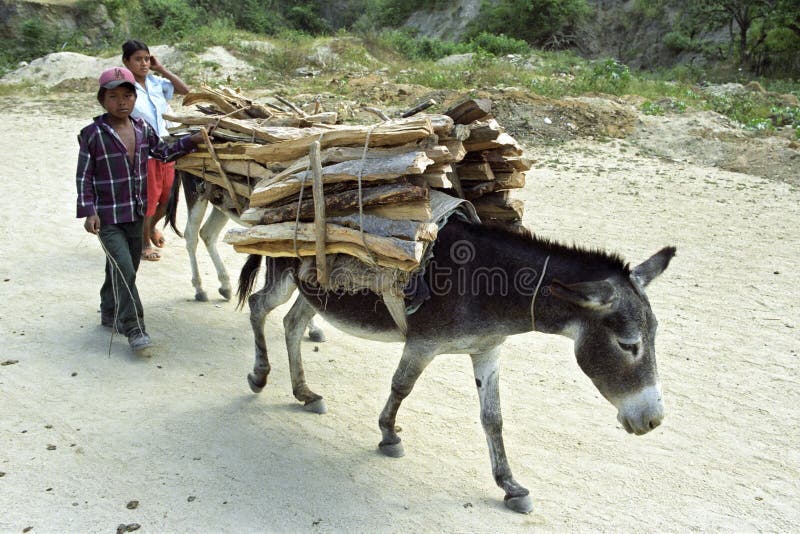 Nicaragua, department Nueva Segovia, Ocotal city: these animals walk to lug around a pile of wood on the back through the streets of a suburb of the town. Most people are too poor to buy gas for cooking. Firewood is available free of charge or to collect. Ensuring firewood is an important daily, housekeeping, activity for children and women. On the unpaved, dusty, road, walk a boy and a girl behind the beasts of burden. Nicaragua, department Nueva Segovia, Ocotal city: these animals walk to lug around a pile of wood on the back through the streets of a suburb of the town. Most people are too poor to buy gas for cooking. Firewood is available free of charge or to collect. Ensuring firewood is an important daily, housekeeping, activity for children and women. On the unpaved, dusty, road, walk a boy and a girl behind the beasts of burden.