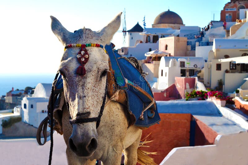 Esel von Santorini stockbild Esel von Santorini stockbild
