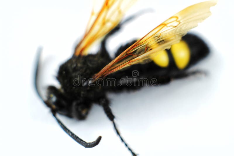Esemplare della vespa mastodontica ( Megascolia Maculata Flavifrons) su fondo bianco fotografia stock libera da diritti Esemplare della vespa mastodontica ( Megascolia Maculata Flavifrons) su fondo bianco fotografia stock libera da diritti