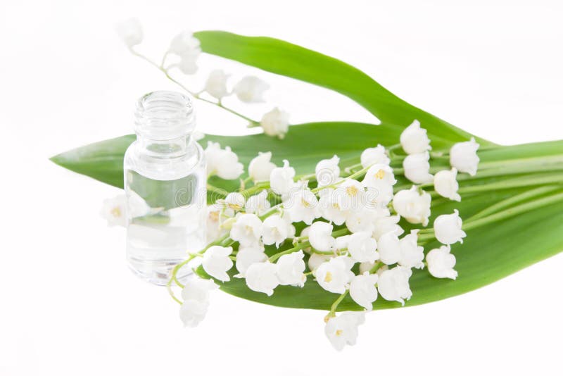 Esencia aislada del lirio de los valles - concepto para el aromatherapy imagen de archivo libre de regalías Esencia aislada del lirio de los valles - concepto para el aromatherapy imagen de archivo libre de regalías