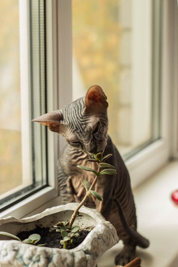 O Gato Calvo Muito Engraçado Sphynx Está Em Seus Patas E Jogos Foto de  Stock - Imagem de temperatura, nanômetro: 131002190