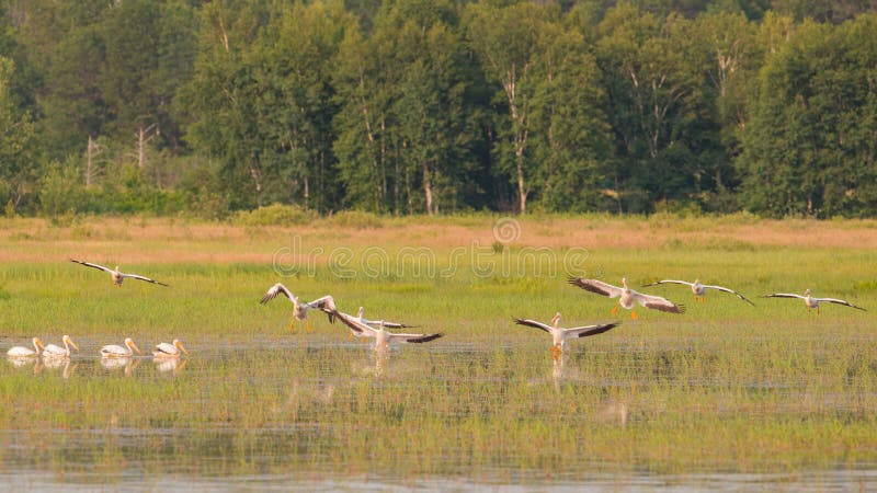 Eskader van Amerikaanse witte pelikanen die tijdens de zomer in het Crex-Gebied van het Weidenwild vliegen - hoofdzakelijk het ge royalty-vrije stock foto's Eskader van Amerikaanse witte pelikanen die tijdens de zomer in het Crex-Gebied van het Weidenwild vliegen - hoofdzakelijk het ge royalty-vrije stock foto's