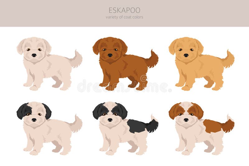 American Eskimo Dog All Colours Clipart. Different Coat Colors Set