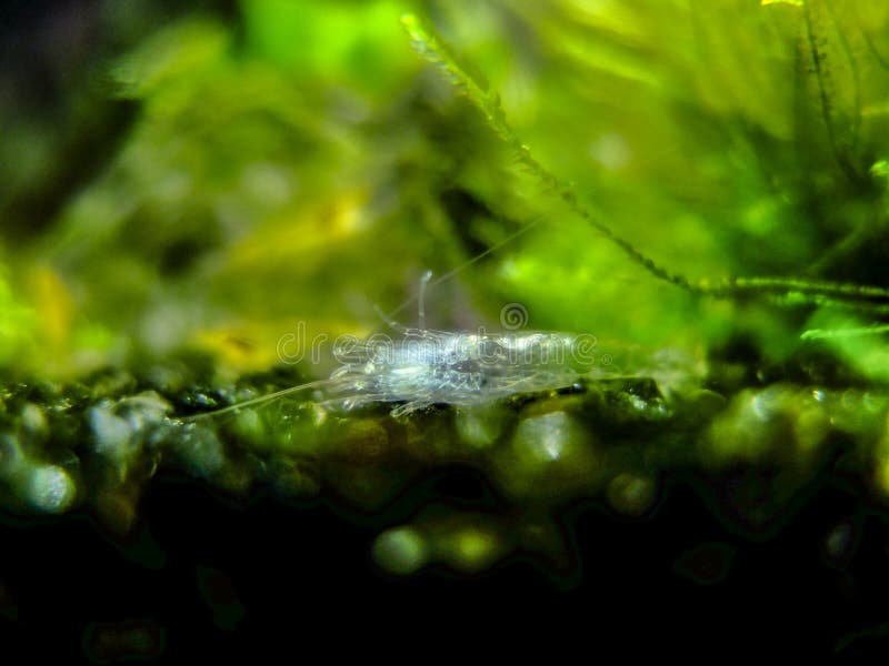 Esoscheletro vuoto e sparso del gamberetto che si trova sul substrato dell'acquario con le piante verdi nel fondo fotografia stock Esoscheletro vuoto e sparso del gamberetto che si trova sul substrato dell'acquario con le piante verdi nel fondo fotografia stock
