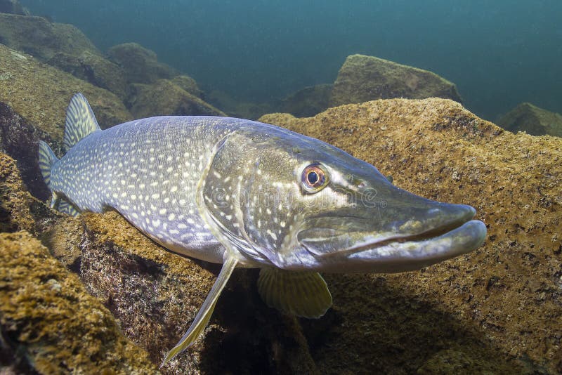 Esox-lucius des europäischen Hechts im schönen säubern Pfund stockfotografie Esox-lucius des europäischen Hechts im schönen säubern Pfund stockfotografie