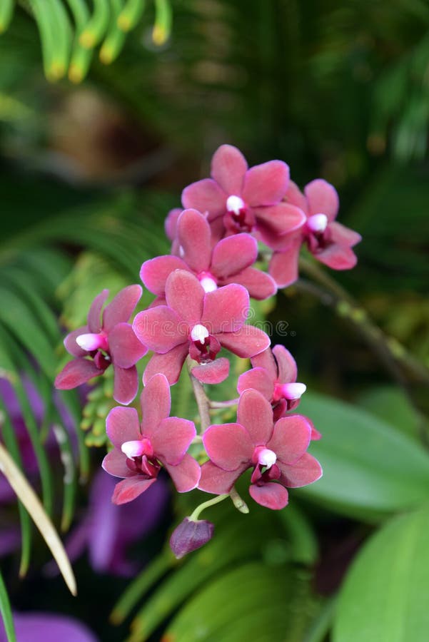 Espécie Da Orquídea, Mini Orquídea Roxa Na Flor, Mini Phalenopsis Foto de  Stock - Imagem de flor, roxo: 120510568